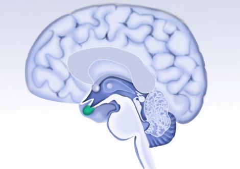 Deteriorarea creierului incepe la 40 de ani