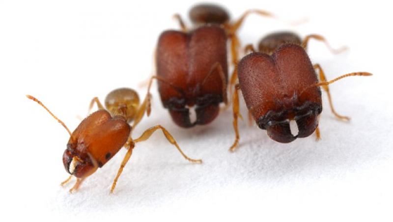 Cercetatorii canadieni au creat in laborator furnicile-soldat