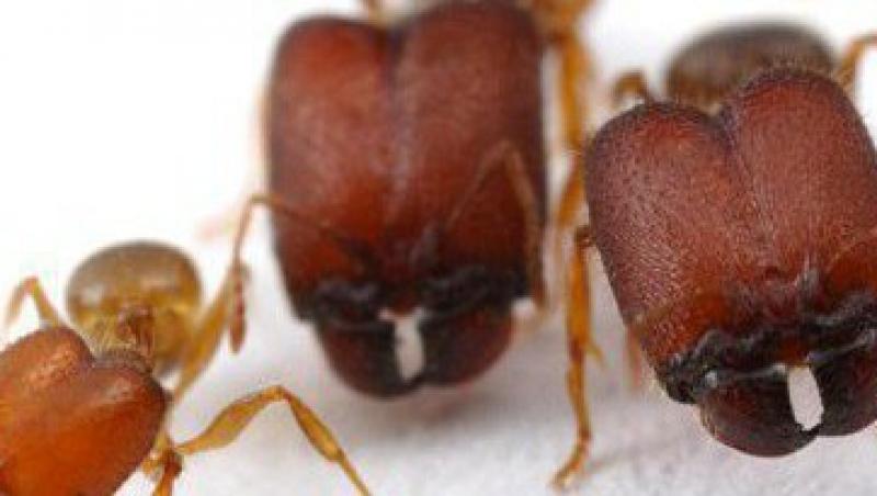 Cercetatorii canadieni au creat in laborator furnicile-soldat