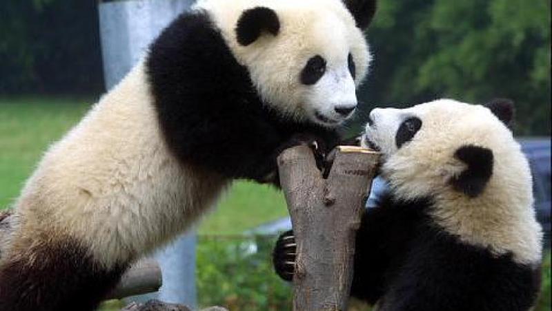 VIDEO! Sase ursi panda vor fi eliberati in salbaticie