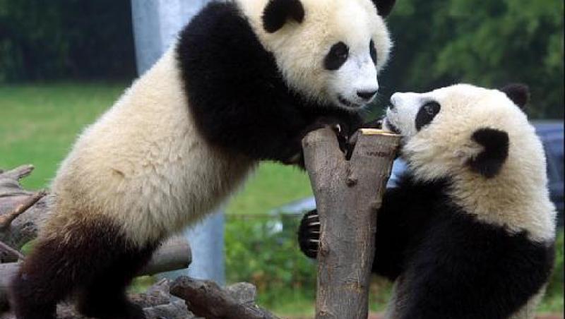 VIDEO! Sase ursi panda vor fi eliberati in salbaticie