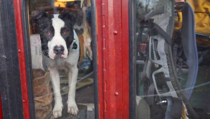 FOTO! Doi americani si-au facut casa in autobuz