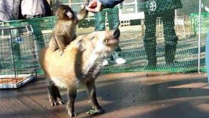 VIDEO! O maimutica calareste un porc