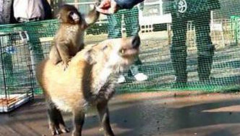 VIDEO! O maimutica calareste un porc