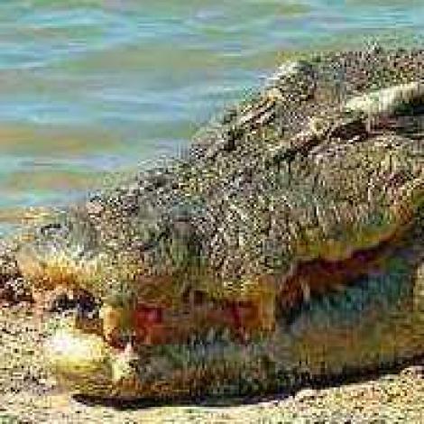 Australia: O familie s-a trezit cu un crocodil in sufragerie