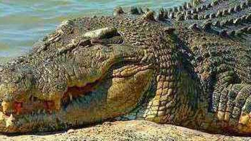 Australia: O familie s-a trezit cu un crocodil in sufragerie