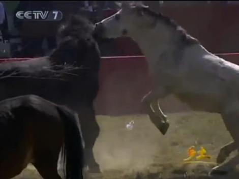 IMAGINI SOCANTE! Cruzimea fata de animale, traditie de 500 de ani in China: Luptele intre cai fac deliciul spectatorilor