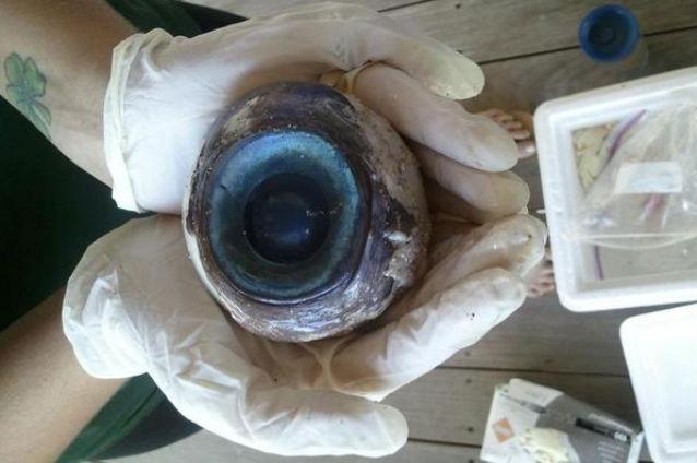 Monstru in adancuri? Un ochi cat o minge de baseball, gasit pe o plaja din Florida