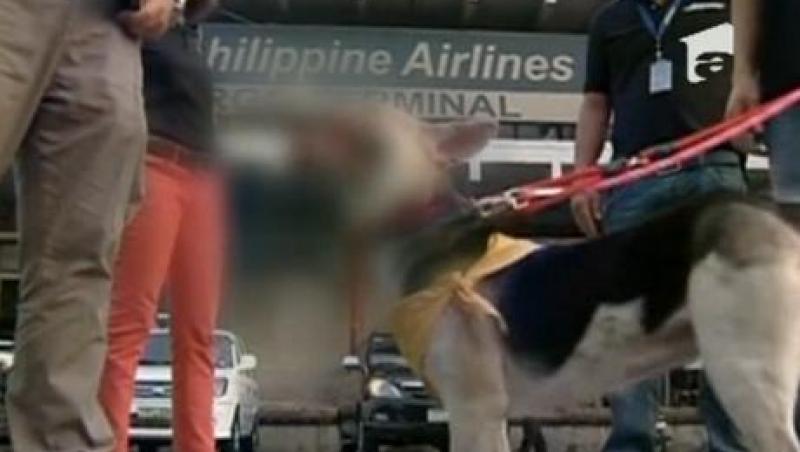 Filipine: Un caine a ramas mutilat dupa ce a salvat vietile a doi copii