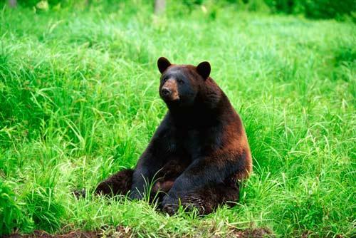 Un cioban a fost atacat de urs in judetul Harghita. Barbatul are rani grave la picioare