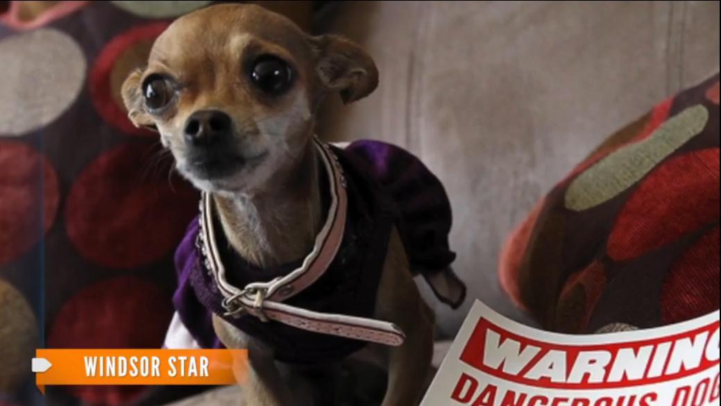 O catelusa chihuahua de 1,3 kilograme, declarata pericol public in SUA