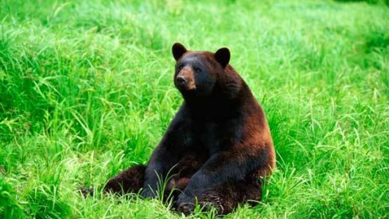 Cum poti scapa de un urs in doar cateva secunde