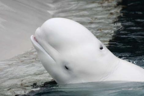 Descoperire: Balenele sunt capabile sa imite limbajul uman