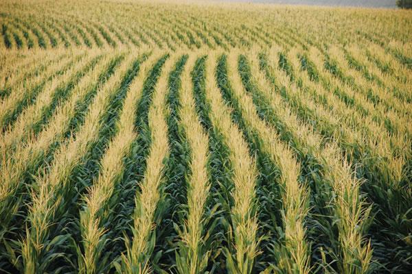 Agricultura nemteasca pe campurile din zona Falticeni, cu agenti de paza, foisor de observatie si ATV-uri