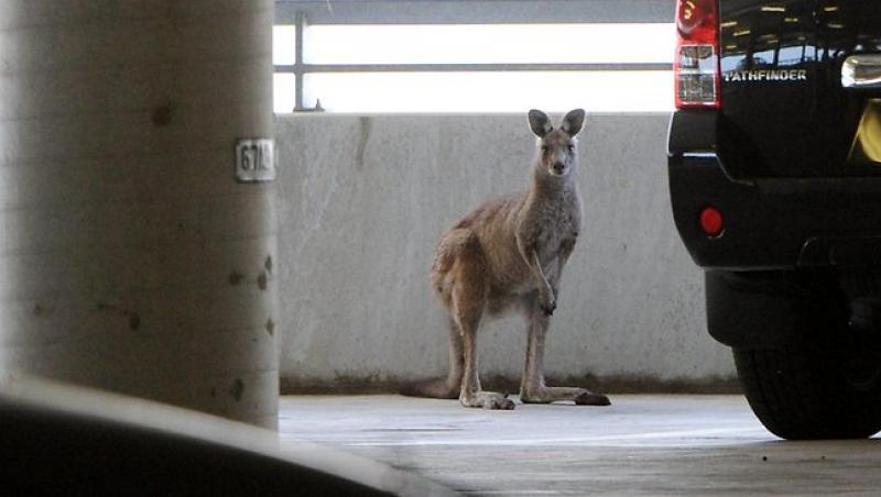 VIDEO! Aeroportul Melbourne din Australia a avut parte de un pasager... cu marsupiu