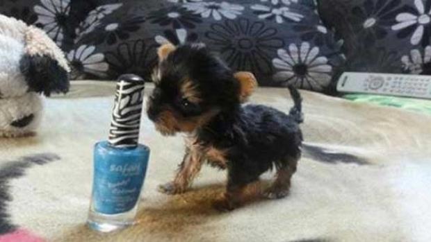 Cel mai mic caine din lume cantareste 100 de grame!