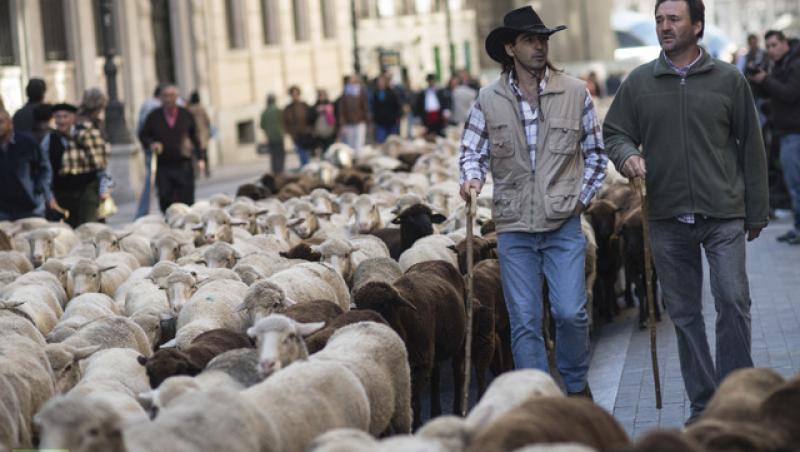 Transhumanta in Spania, la un alt nivel: Ciobanii iberici au defilat cu oile chiar prin centrul Madridului!