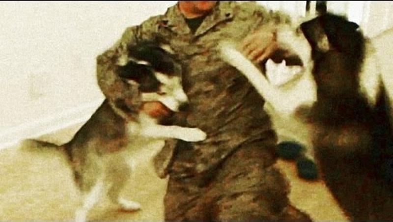VIDEO! Emotionant: Reactia nepretuita a doi caini la revederea stapanului intors din Afghanistan