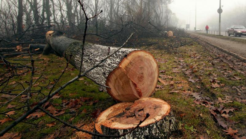 Dambovita: Un copac a cazut peste un politist de la Rutiera