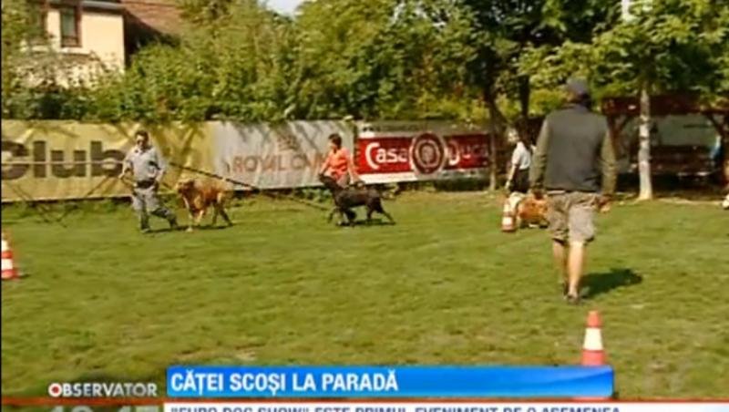 Cel mai important concurs canin din Europa incepe sambata, la Bucuresti