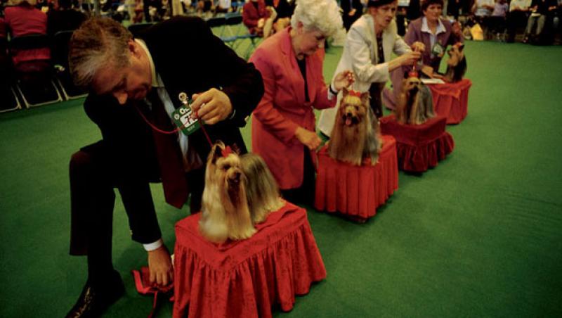 Competitie canina: 8700 de caini de rasa din Europa, Asia si America se intrec la Romexpo