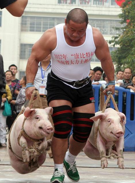 Un nou sport a aparut in China: caratul de porci viteza
