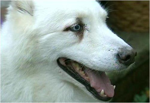 Impresionant: Un caine a strabatut un oras necunoscut doar pentru a-si vedea stapanul internat in spital