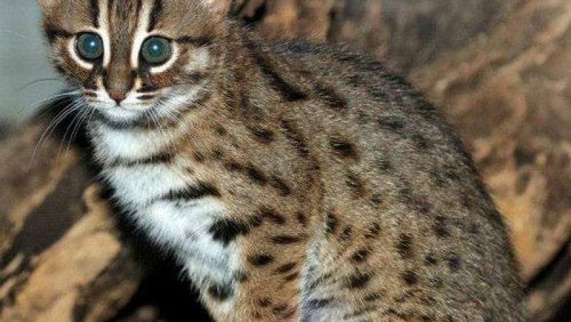 VIDEO! Vezi cum arata puii de pisica ruginie, una dintre cele mai mici specii de feline din lume!