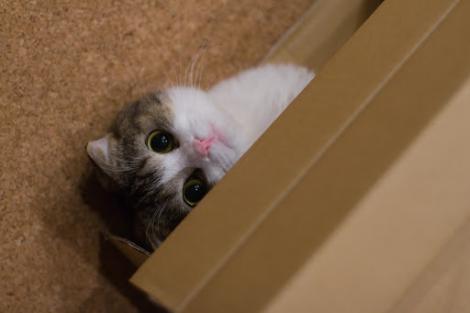 Puterea "kawaii": Un studiu japonez arata ca pozele cu pisici si alte animale dragute ne fac mai fericiti!