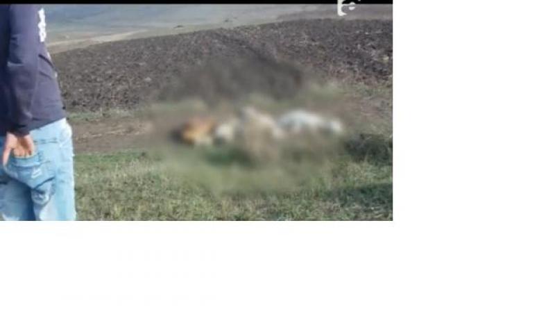 Botosani: Zeci de caini au fost impuscati fara mila de trei vanatori
