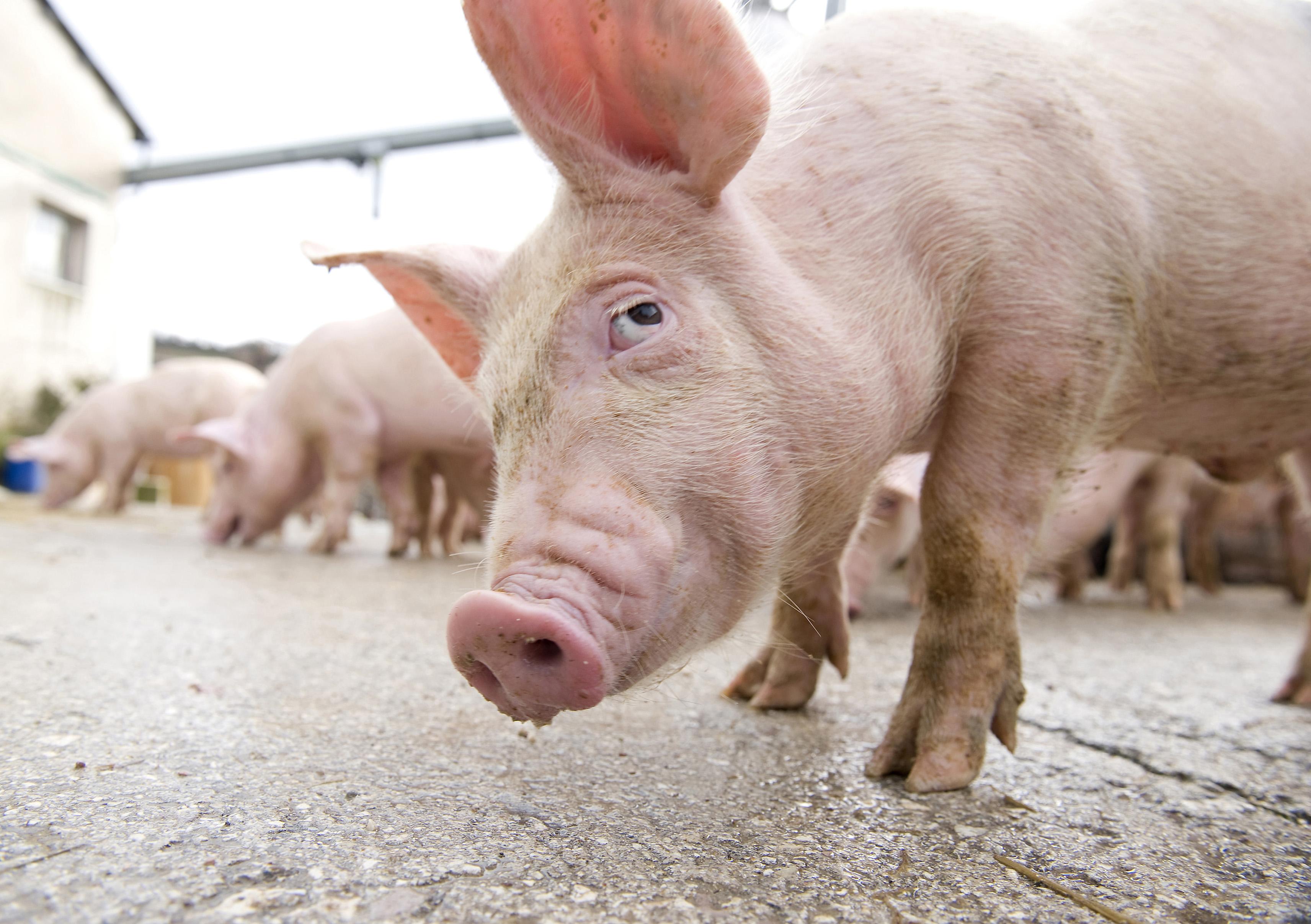 Cel mai bun prieten al omului: PORCUL