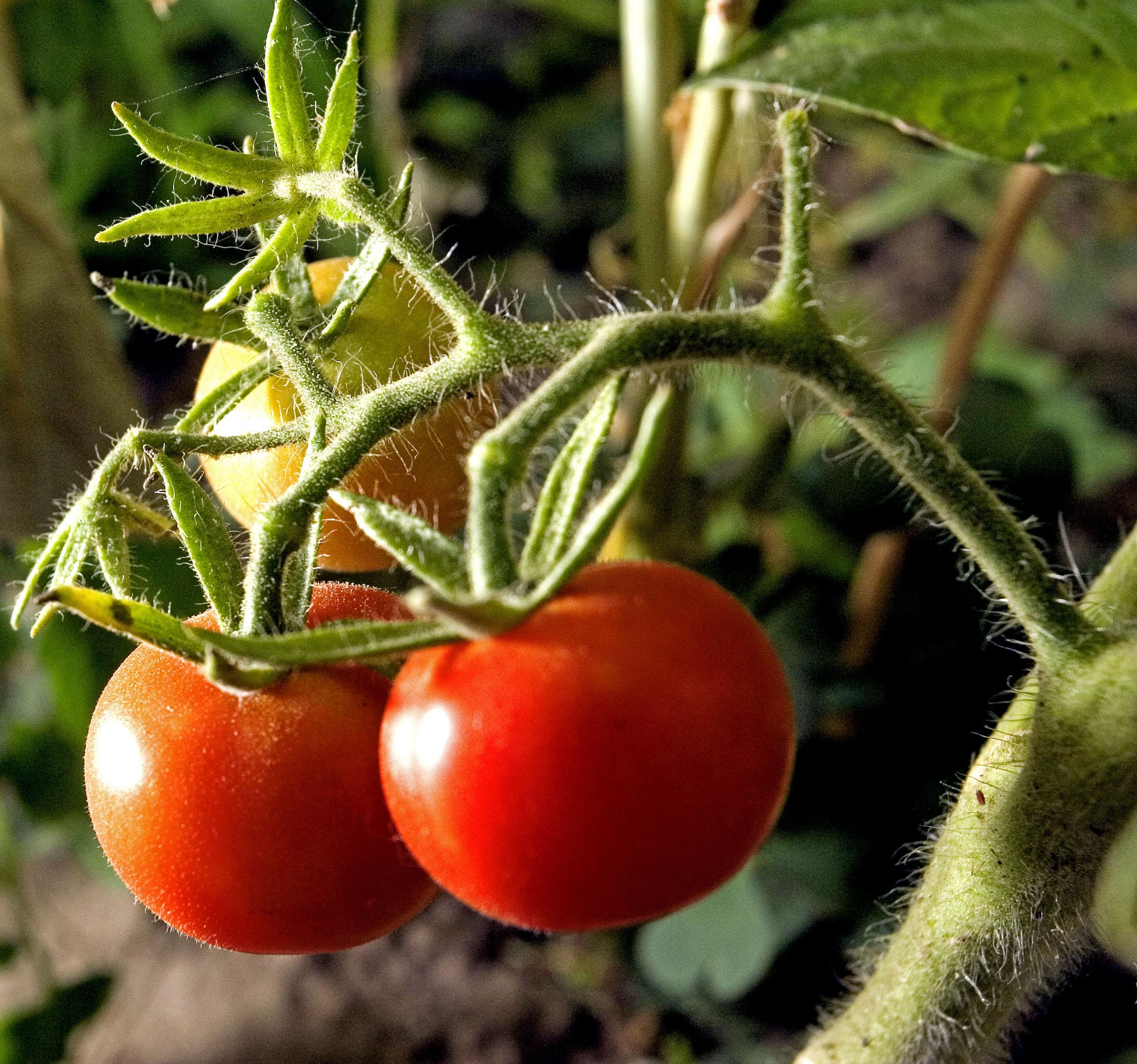 Romania, desemnata "tara anului" la cel mai important targ de agricultura ecologica