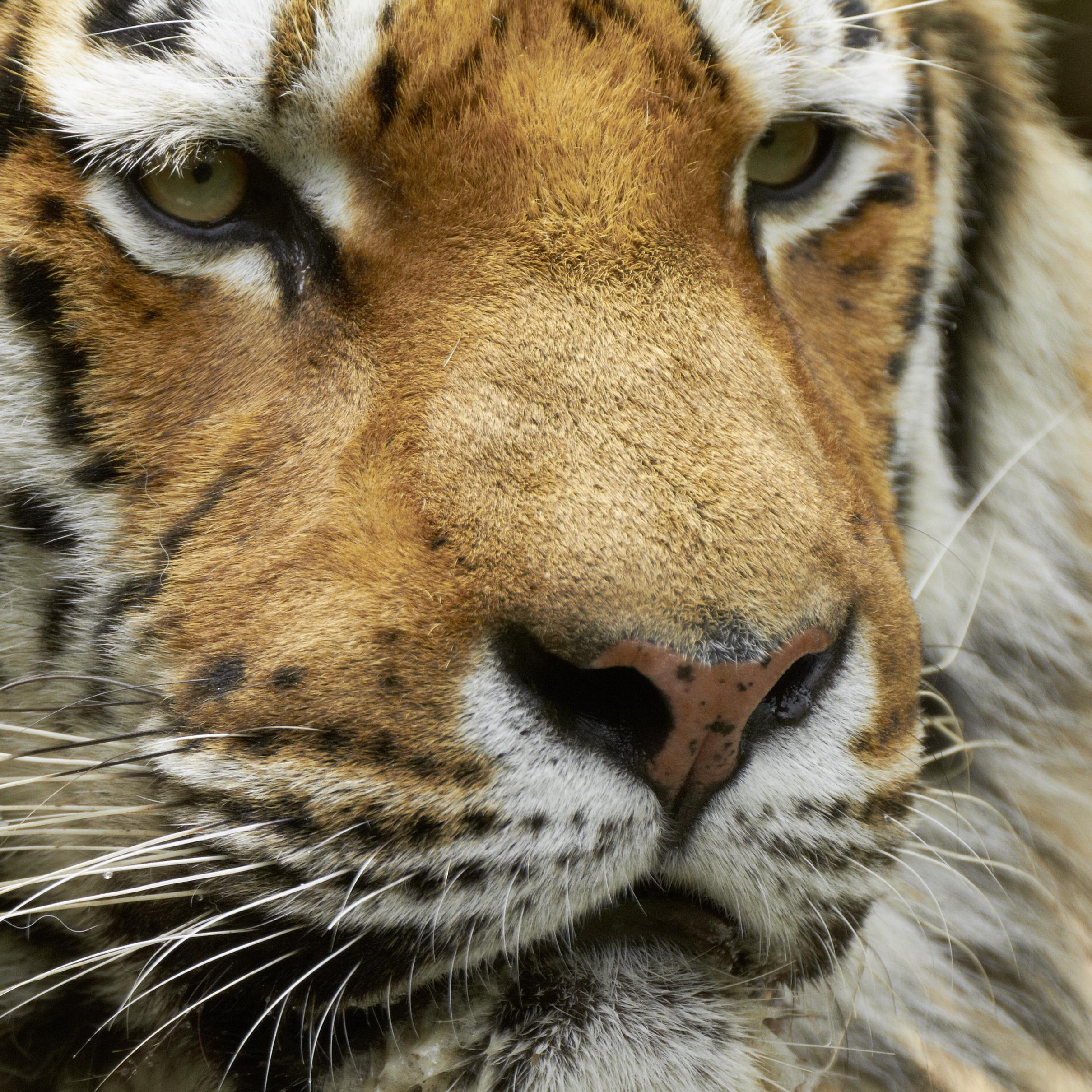 Isi impart hrana cu tigrii! Cativa calugari din Thailanda au grija de animale, fara a deveni parte din meniu