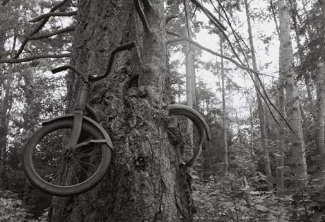 Curiosul caz al bicicletei din copac, din Vashon Island. Cat este legenda si cat este adevar?