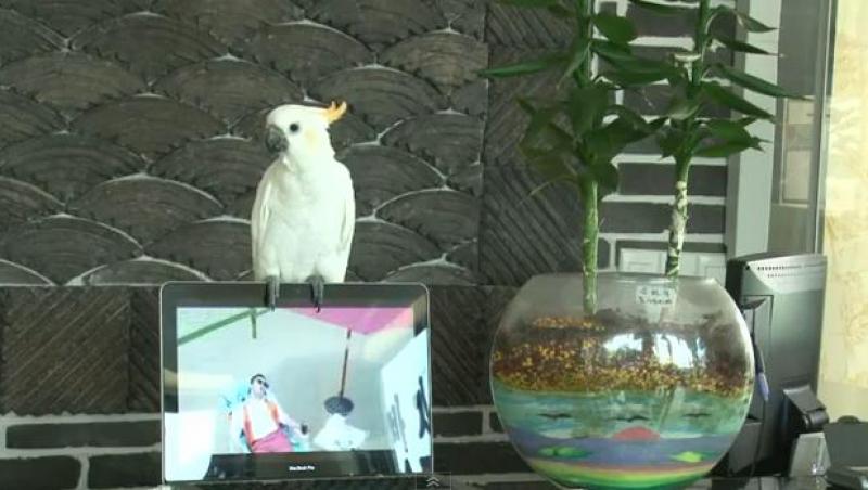 VIDEO! Un papagal a invatat sa cante 