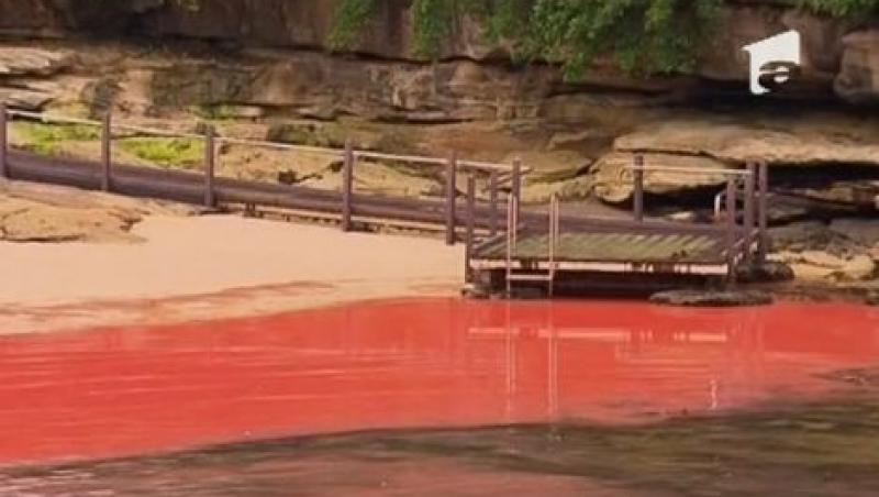 In zona plajelor orasului Sydney, apa a devenit rosie ca sangele!