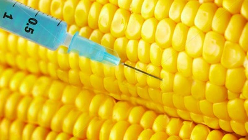 Agentia Europeana pentru Siguranta Alimentara a decis ca porumbul modificat genetic sa ramana pe piata