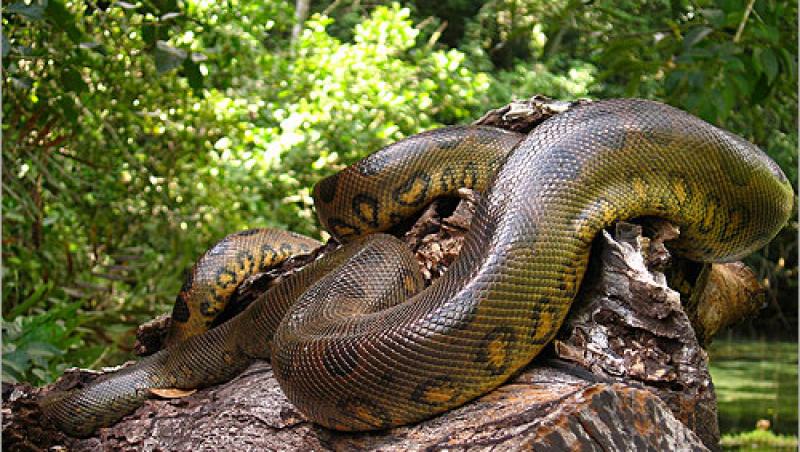 Un barbat din Bistrita-Nasaud sustine ca a vazut un sarpe anaconda in Somes: 