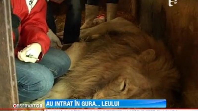 Control medical pentru leul de la Gradina Zoologica din Galati 