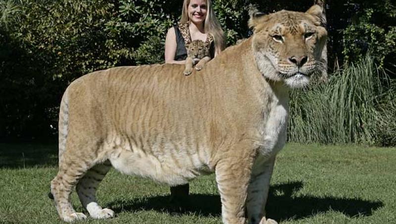 Cea mai frumoasa felina din lume are 1,8 metri inaltime si este un hibrid intre leu si tigru!