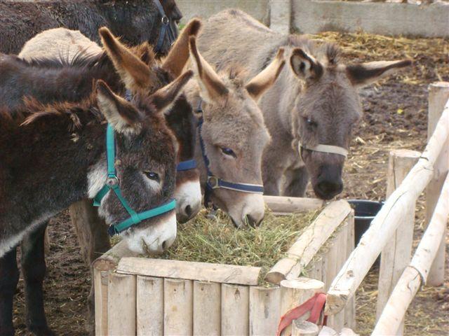 Magarii din Botswana vor primi cercei reflectorizanti pentru evitarea accidentelor