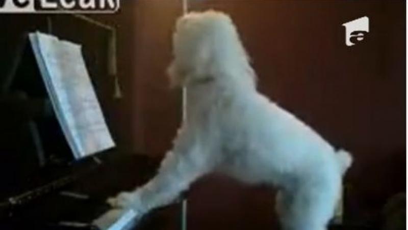VIDEO! Un caine din Statele Unite este mare cantaret... la pian