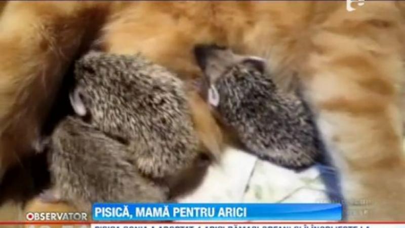 De necrezut! O pisica a adoptat patru arici orfani