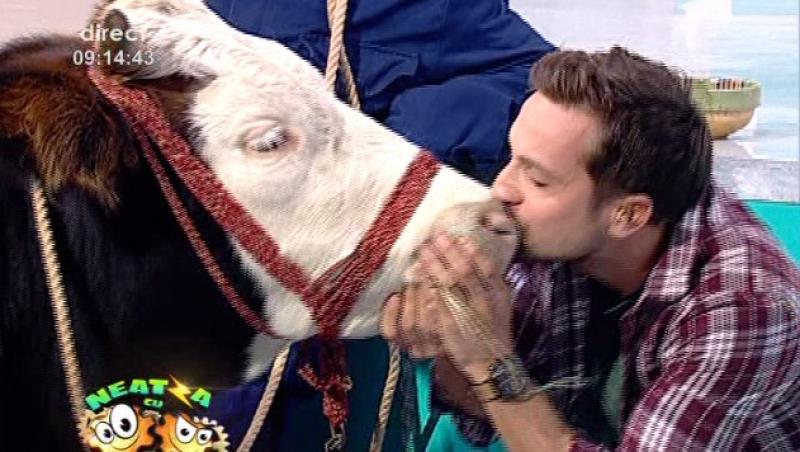 VIDEO: Dani Otil a sarutat o vaca pe nas, dupa ce a pierdut un pariu!