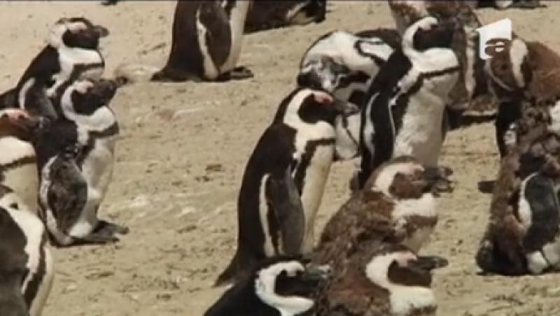 Localnicii unui oras din Africa de Sud sunt terorizati de pinguini 
