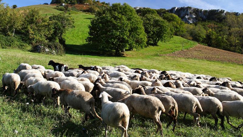 Galati: Un cioban a ajuns la spital, dupa ce a fost 