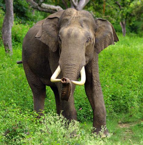 50 de elefanti beti au devastat un sat indian