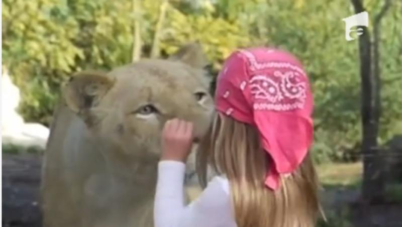 O fetita din Franta a dat nas in nas cu un leu la ZOO