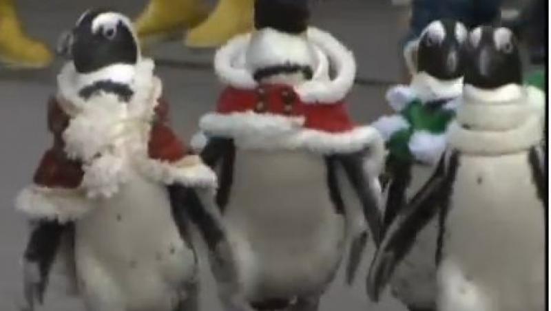 VIDEO! Pinguinii, ajutoare de nadejde pentru Mos Craciun