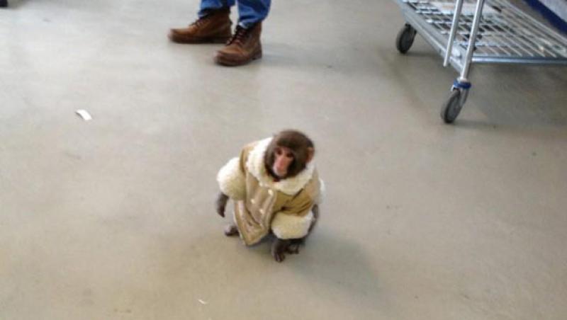 VIDEO! Maimuta care a intrat intr-un magazin Ikea face furori pe internet